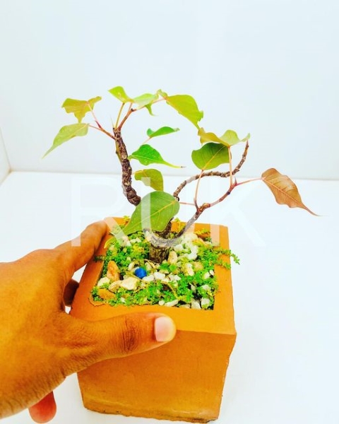 Plant Gifts